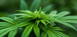 cannabis-leaves-close