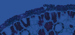 cells